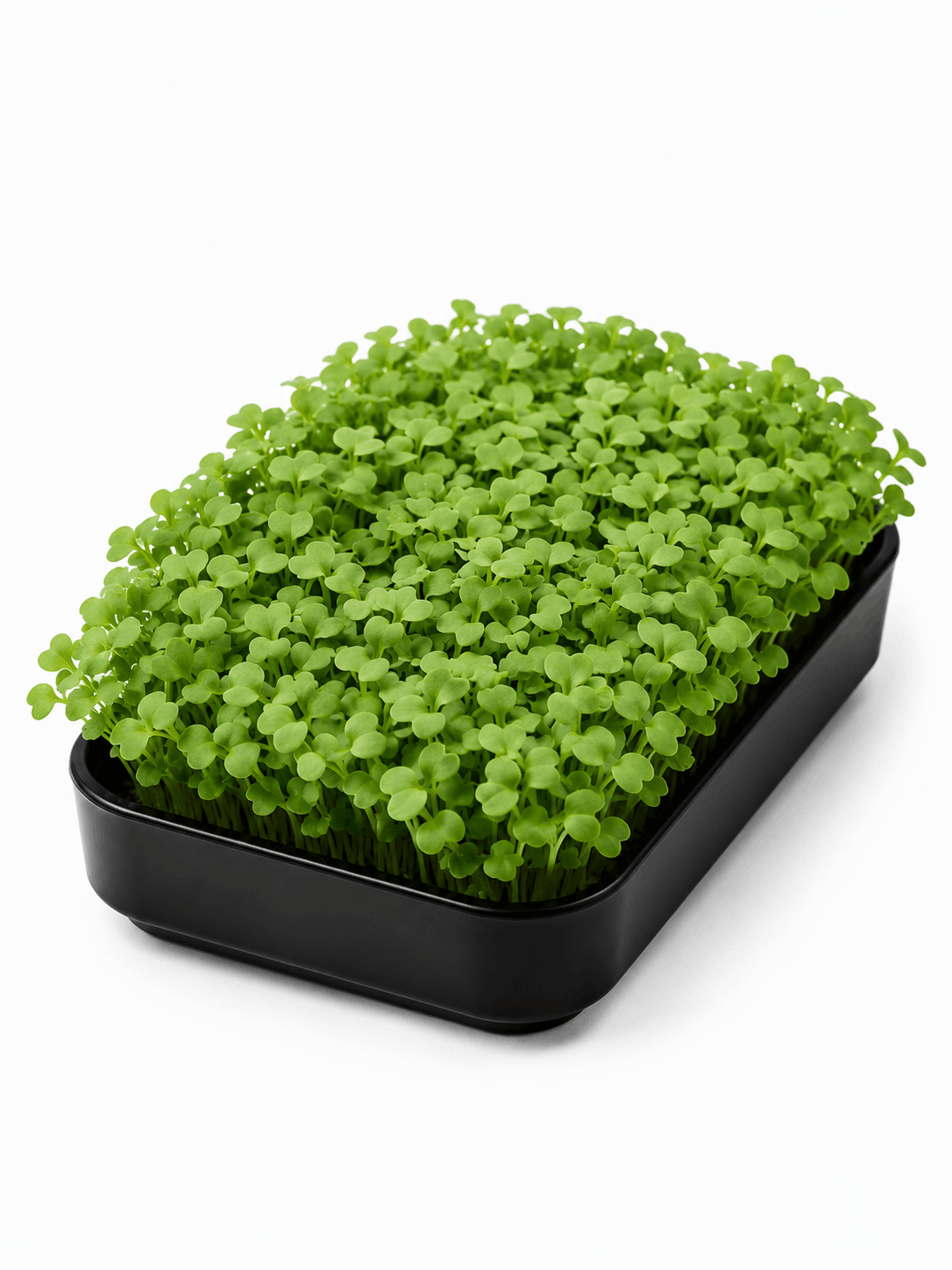 Rucola