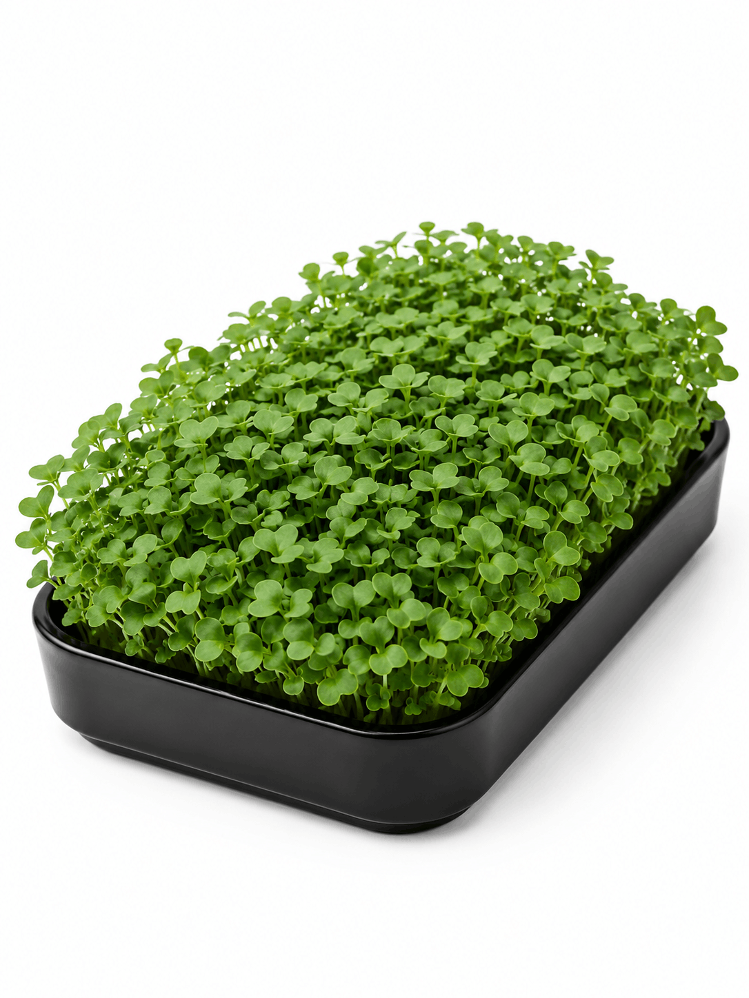 Broccoli Raab