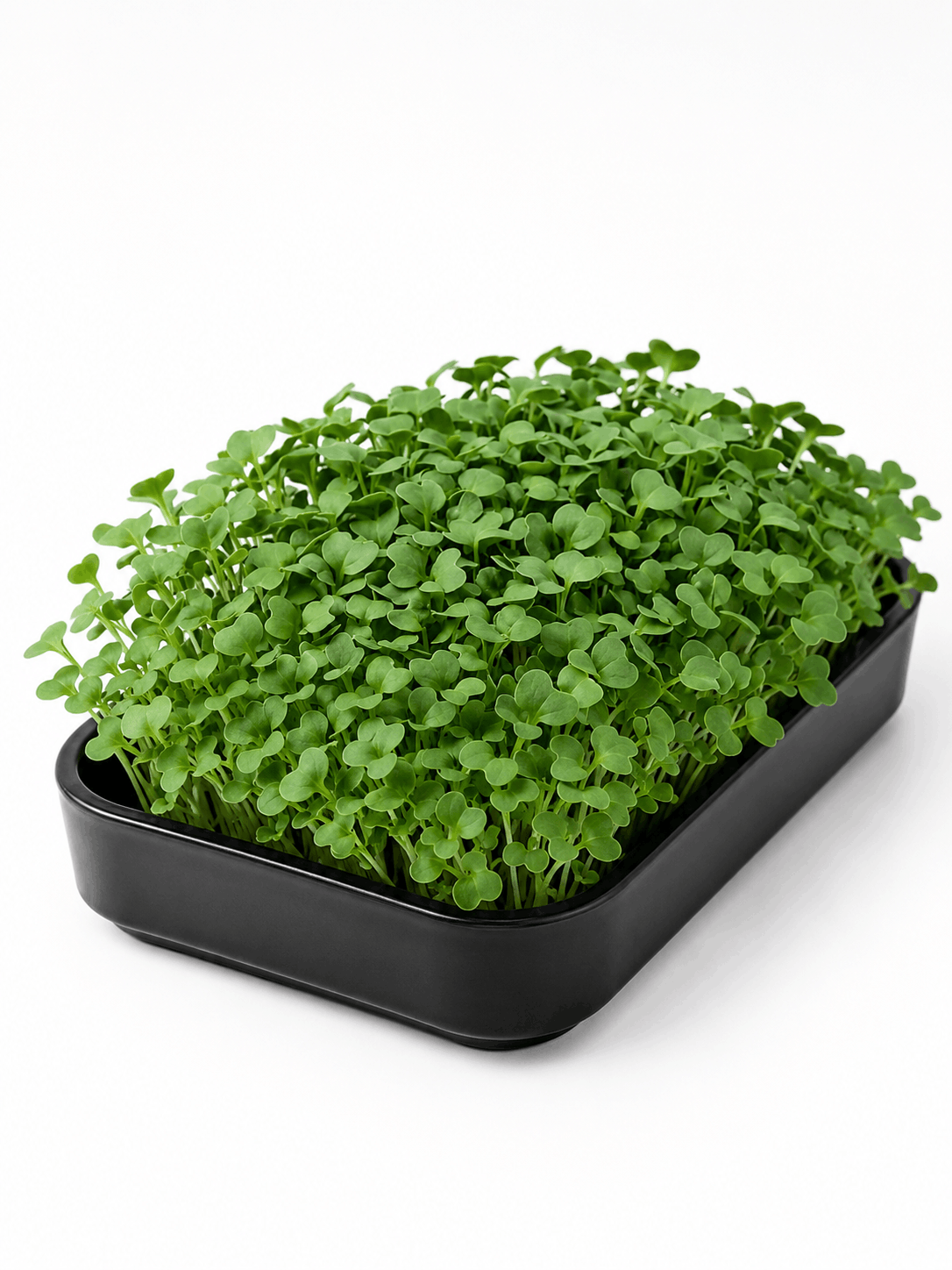 Broccoli Calabrese